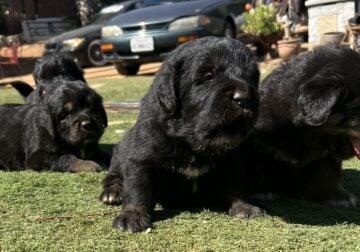 Tibetan mastiff puppies available