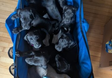 Great Dane