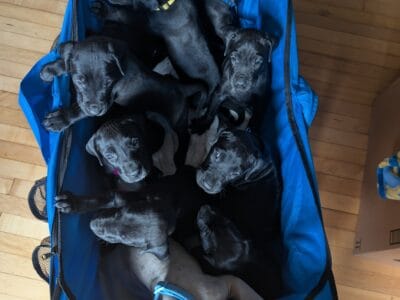 Great Dane