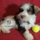 Miniature Schnauzer Boy Puppy