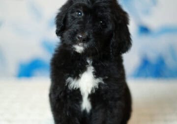 Bernedoodles -May