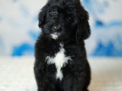 Bernedoodles -May