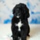 Bernedoodles -May