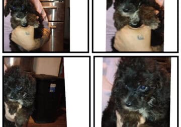 Phantom toy poodle puppies