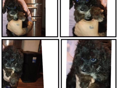 Phantom toy poodle puppies