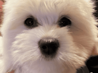Akc champion Coton De Tulear puppies!