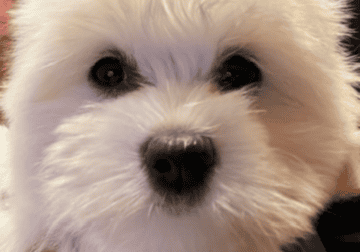 Akc champion Coton De Tulear puppies!