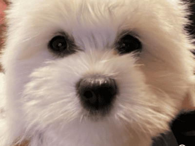 Akc champion Coton De Tulear puppies!