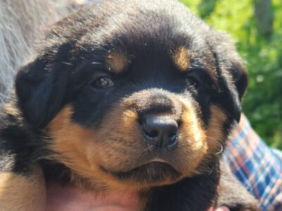 AKC Rottweiler Puppies