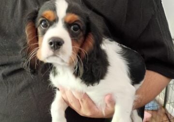 Cavalier puppies