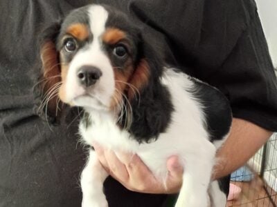Cavalier puppies