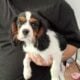 Cavalier puppies