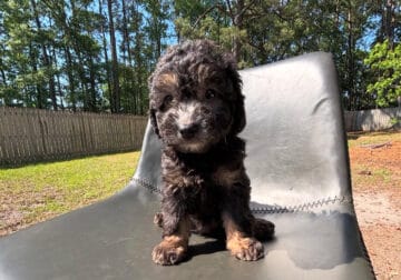 Toy Poodle