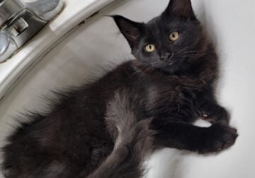 Maine Coon Kittens & Young Adults Available