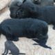 Charcoal lab Male and 2 black female puppies