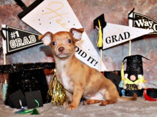 Lucio – Unique and Gorgeous Chocolate Merle Baby
