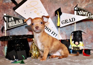 Lucio – Unique and Gorgeous Chocolate Merle Baby