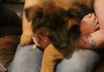 AKC, red and black female German shepherd puppy