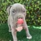 ABKC American Bully XL Puppies
