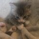 I have 3 kittens that need a great home.