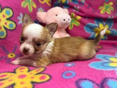 Tea cup puppies