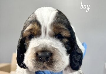 Twin River English Springer Spaniels