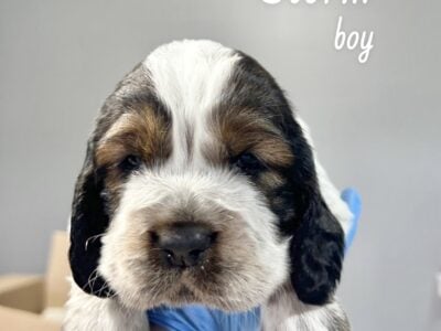 Twin River English Springer Spaniels