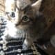 BobTail kittens