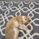 Help me give Lily a loving home!