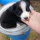 Border collie babies