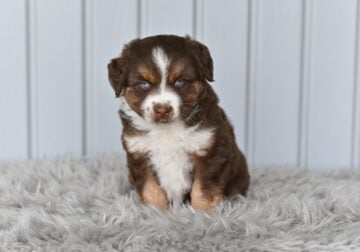 Mini Australian Shepherd Holmesville OH Tori