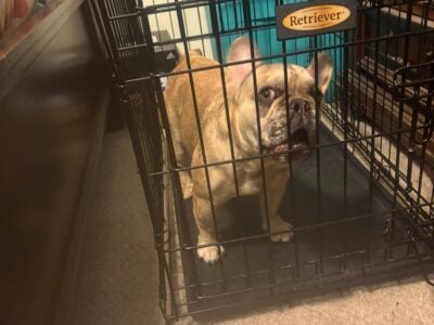 Frenchie Fluffy Carrier