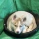 Pure bred Siberian husky