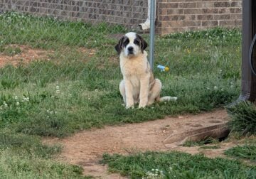 Saint Bernard