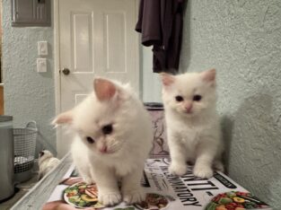 Rare flame point ragdoll twin boys