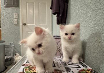 Rare flame point ragdoll twin boys