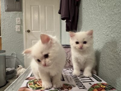 Rare flame point ragdoll twin boys