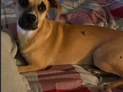 Lolo Medium Mixed Breed