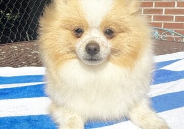 CKC Pomeranian: CUBBY BEAR