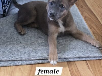 Puppies ready to go home!