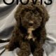 F1B Mini Bernedoodles- 6 available