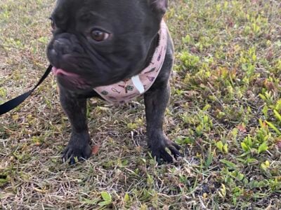 Frenchie Male