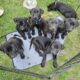 **Beautiful Lab Puppies** ONLY 2 LEFT (1M & 1F)
