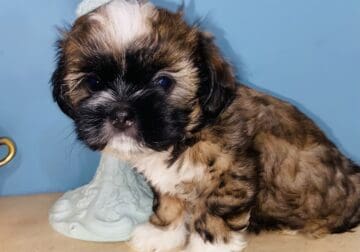 Handsome Shih tzu boy
