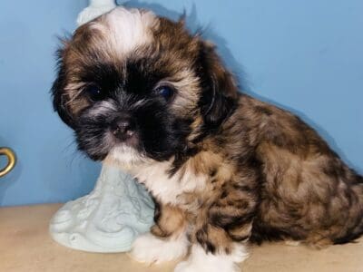 Handsome Shih tzu boy