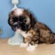 Handsome Shih tzu boy