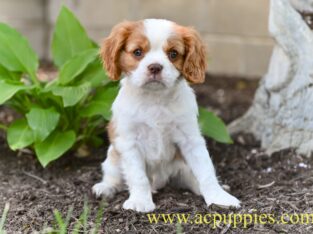 AKC Cavalier King Charles Spaniel Millersburg OH