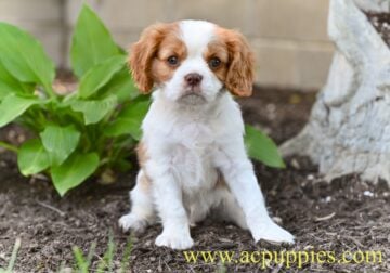 AKC Cavalier King Charles Spaniel Millersburg OH