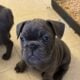 French Bulldog Female Blue Brindle