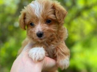 Male Yorkiepoo apricot